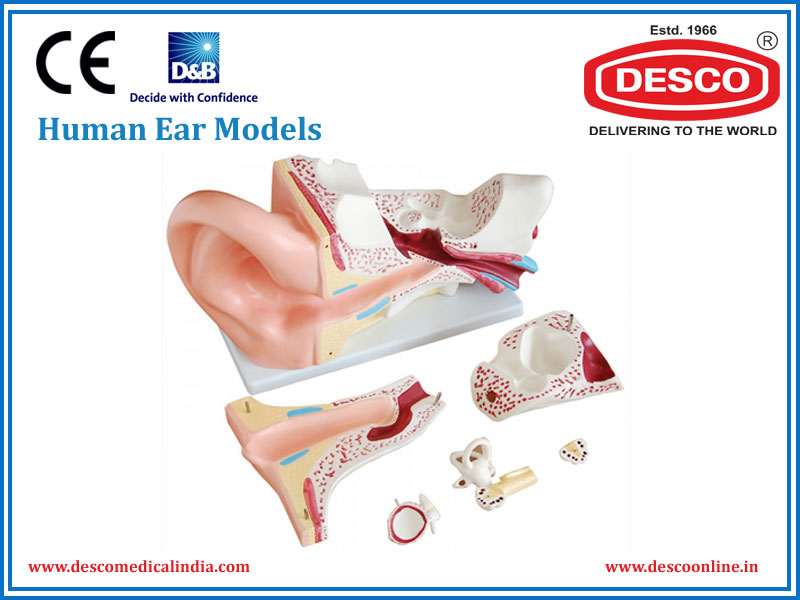 Human Ear Models