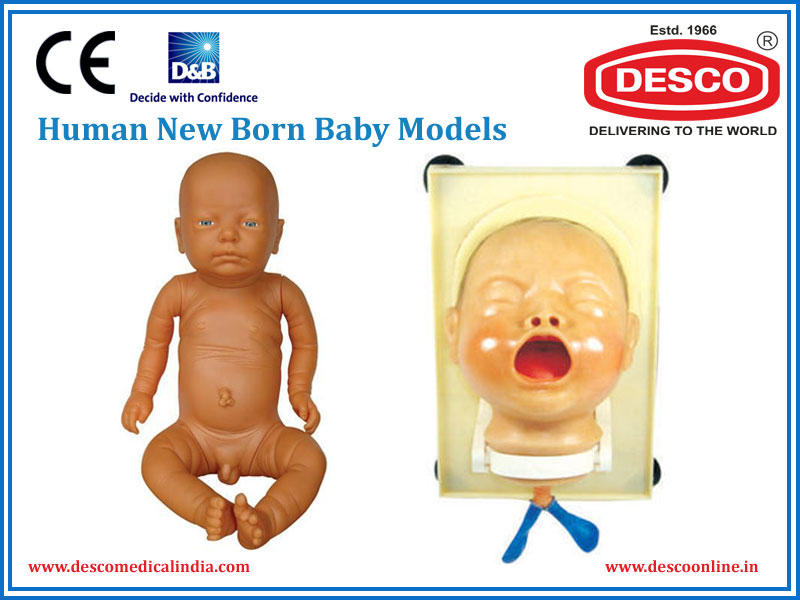 Human New Born Baby Models