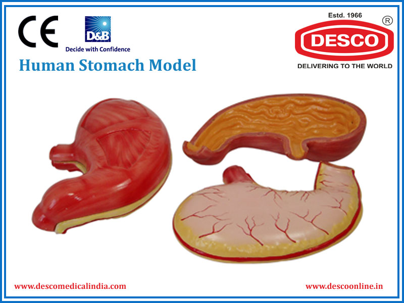 Human Stomach Model