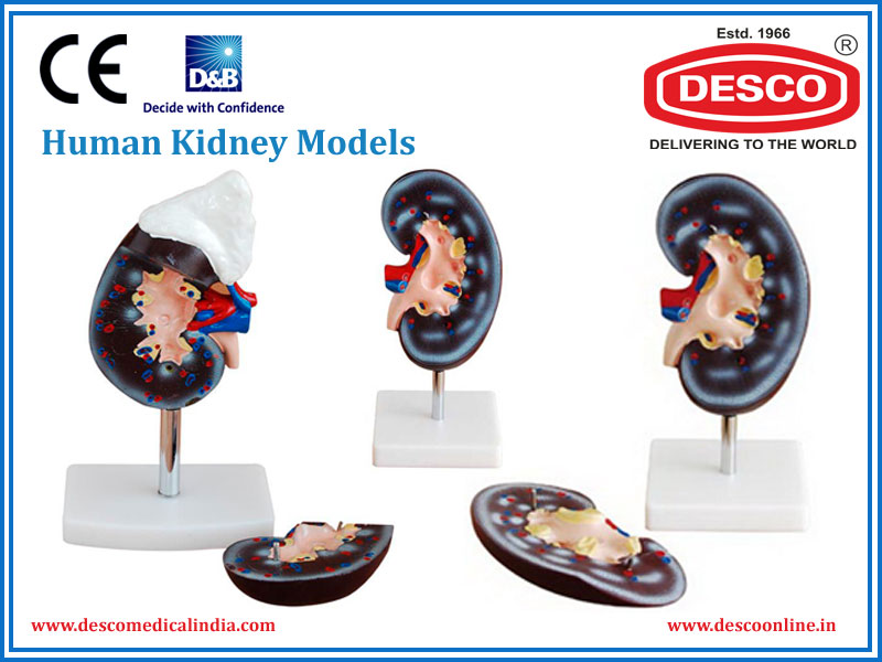 Human Kidney Models