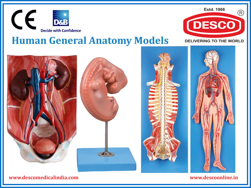 Human General Anatomy Models