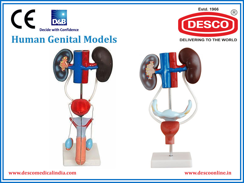 Human Genital Models