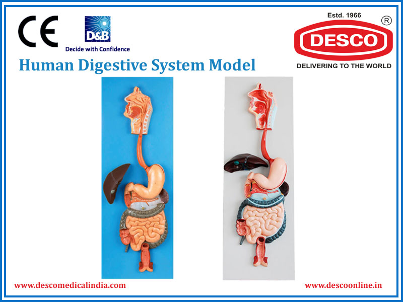 HUMAN DIGESTIVE SYSTEM MODEL