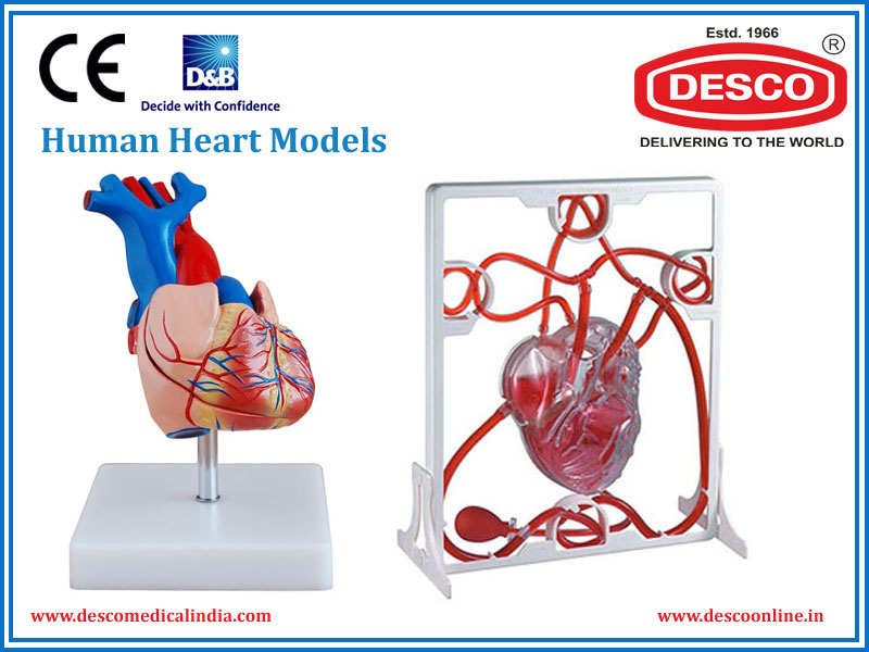 Human Heart Models