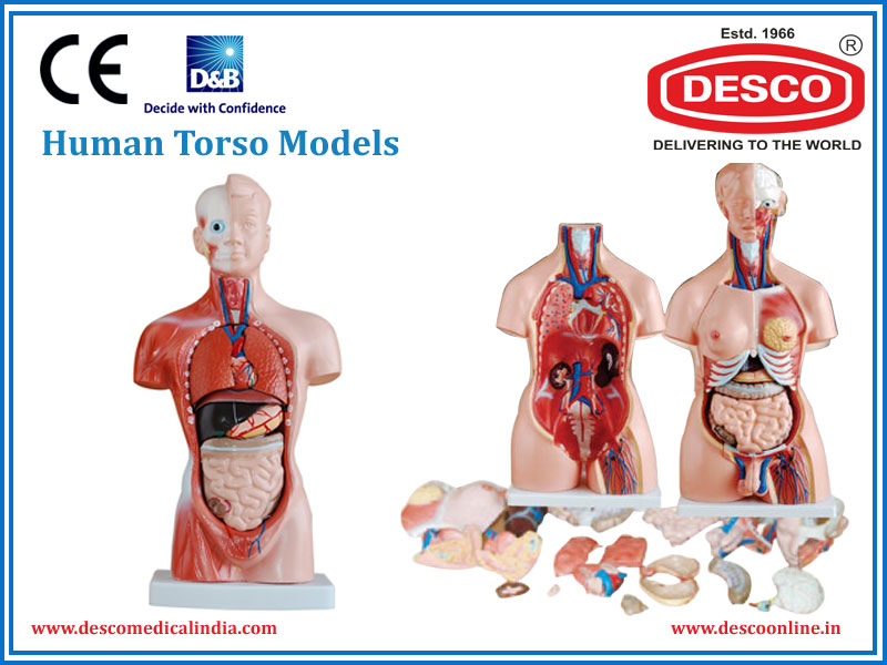 Human Torso Models