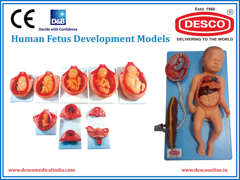 Human Fetus Development Models