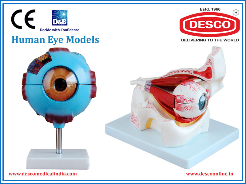 Human Eye Models