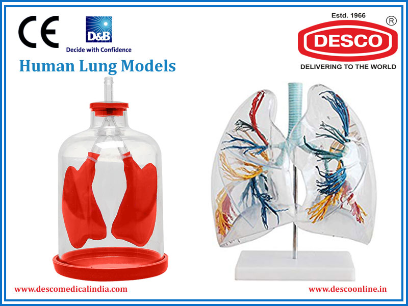 Human Lung Models