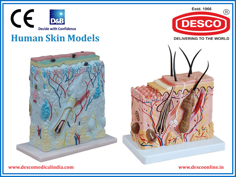 Human Skin Models