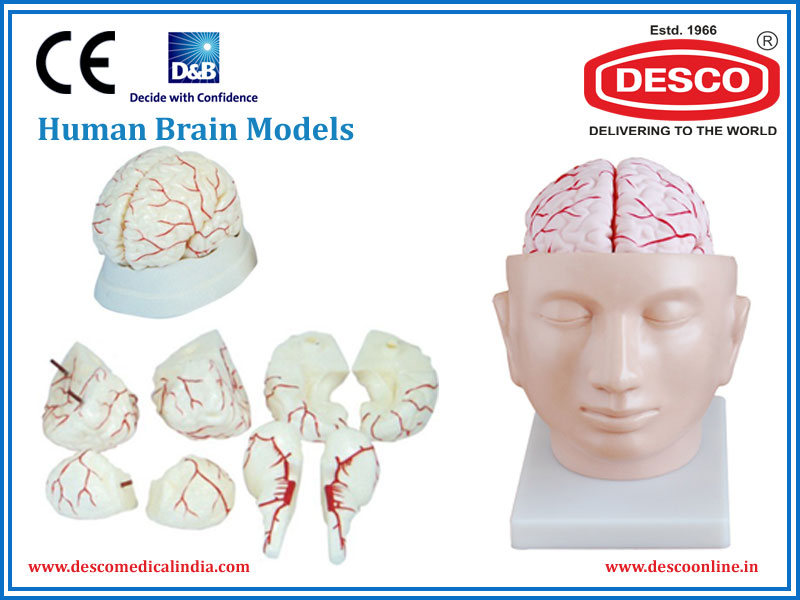 Human Brain Models