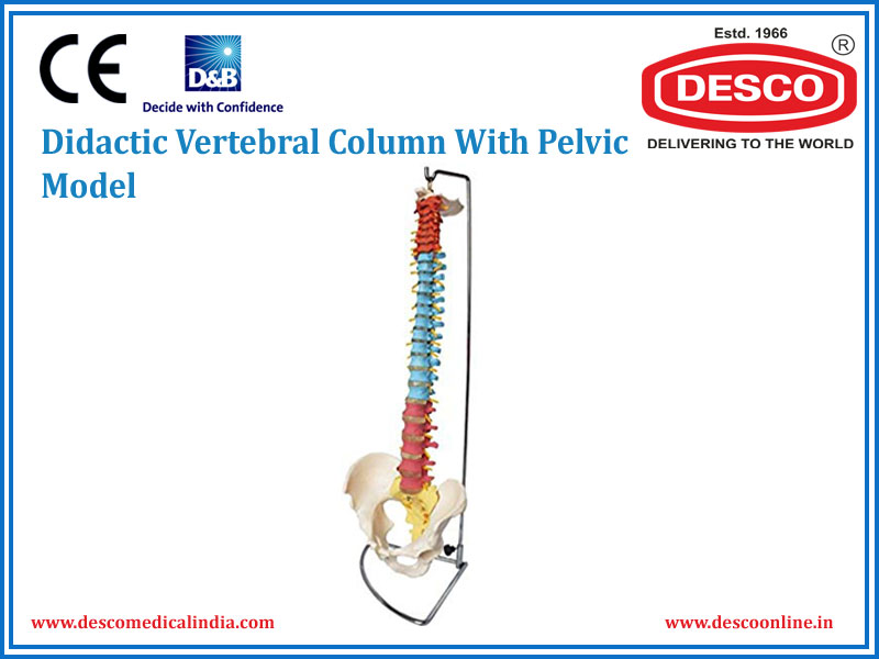 DIDACTIC VERTEBRAL COLUMN WITH PELVIC MODEL