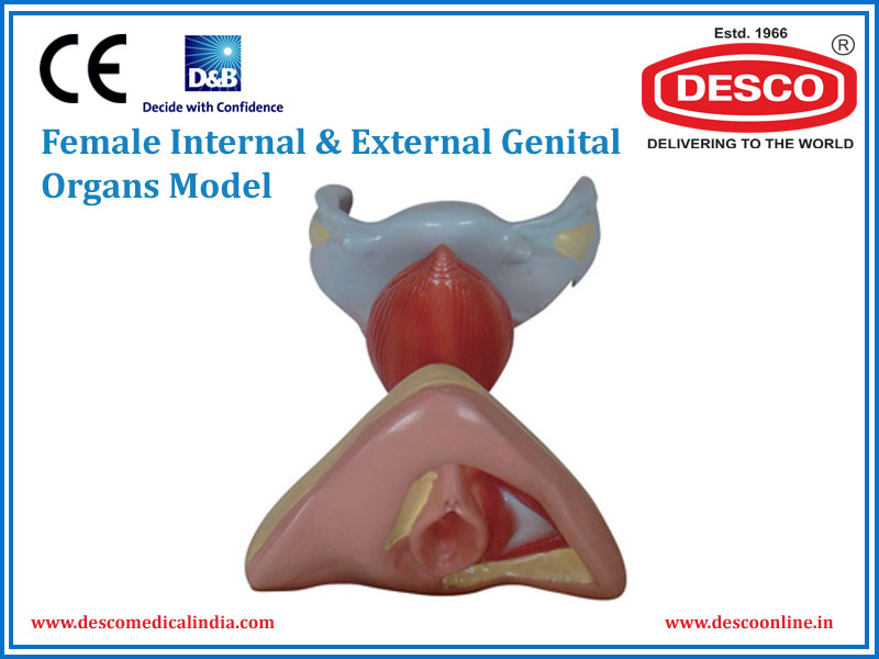 FEMALE INTERNAL & EXTERNAL GENITAL ORGANS MODEL