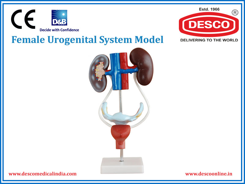 FEMALE UROGENITAL SYSTEM MODEL