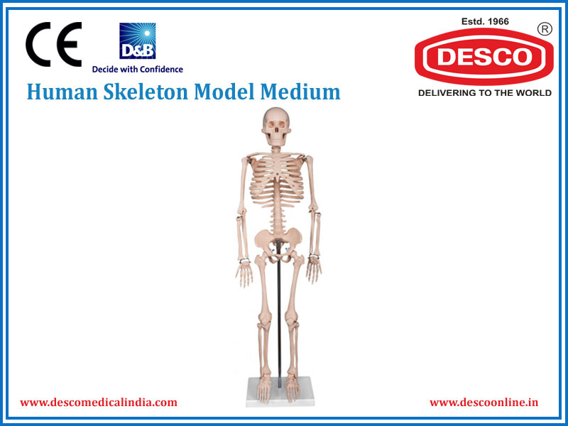 HUMAN SKELETON MODEL MEDIUM