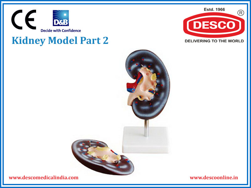 KIDNEY MODEL PART 2