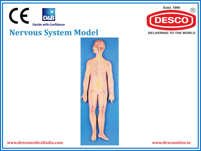 NERVOUS SYSTEM MODEL