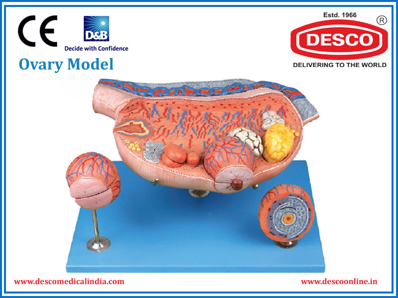 OVARY MODEL