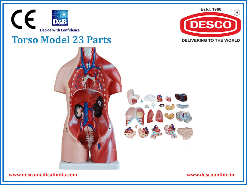 TORSO MODEL 23 PARTS